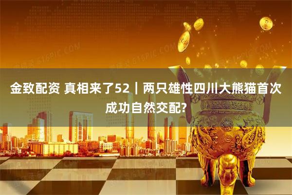 金致配资 真相来了52｜两只雄性四川大熊猫首次成功自然交配?